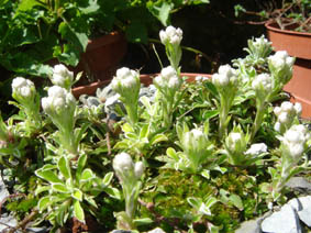 Antennaria dioca